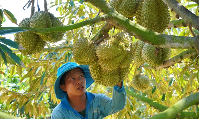 Durian exports soar to record $3.8B