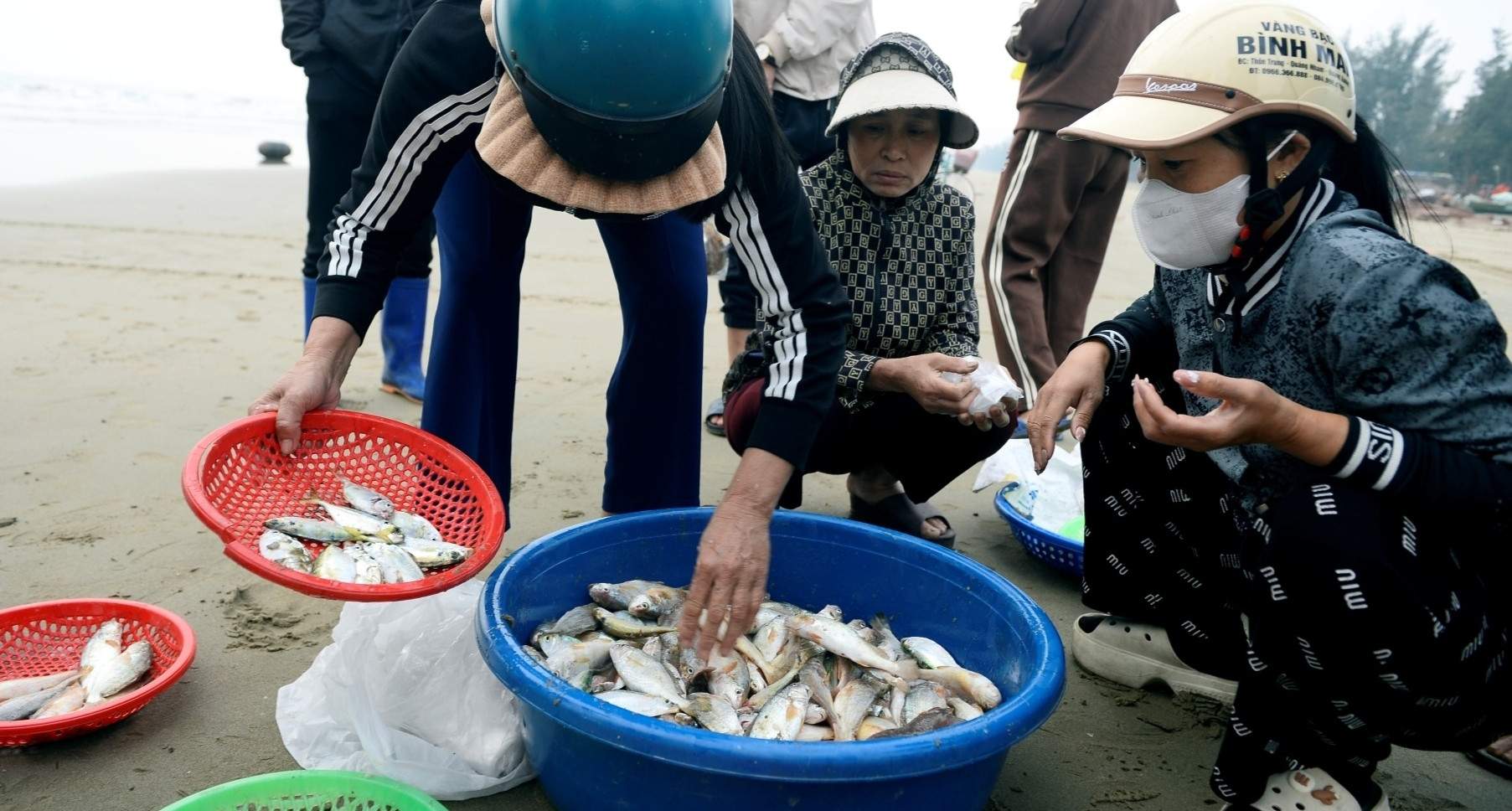 Loài cá thân mềm giá tới 1 triệu đồng/kg đầu năm 'cháy hàng'