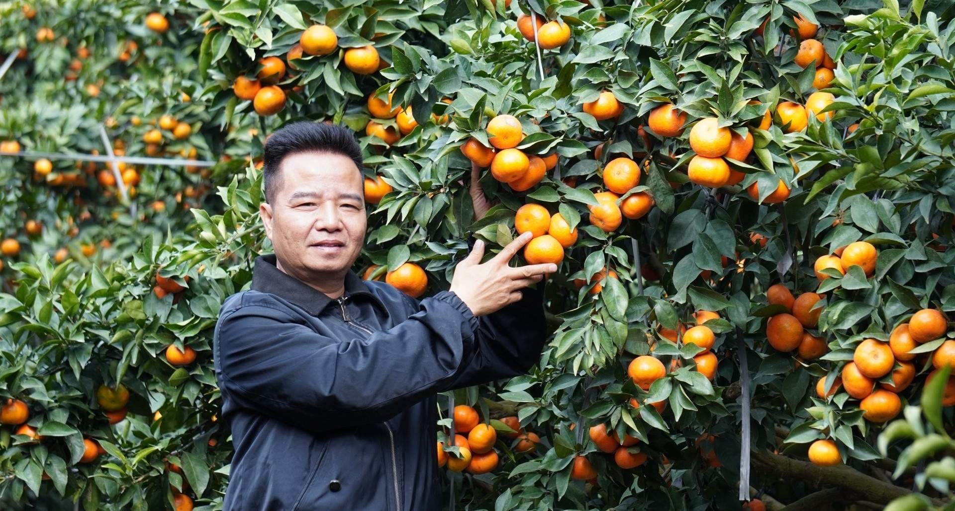 Nghệ nhân chầu văn biến 80ha đất hoang thành vườn cam trĩu quả