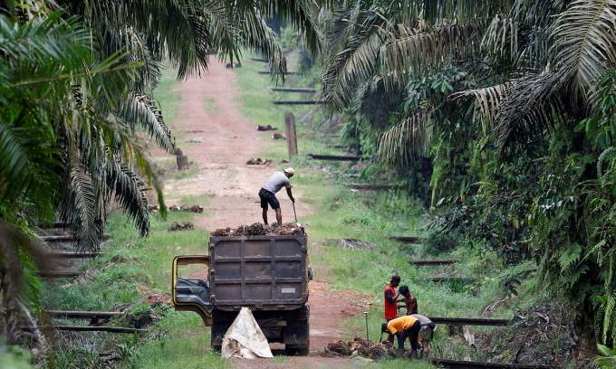 Palm oil producer Genting Plantation’s profits slashed by Indonesia's fine