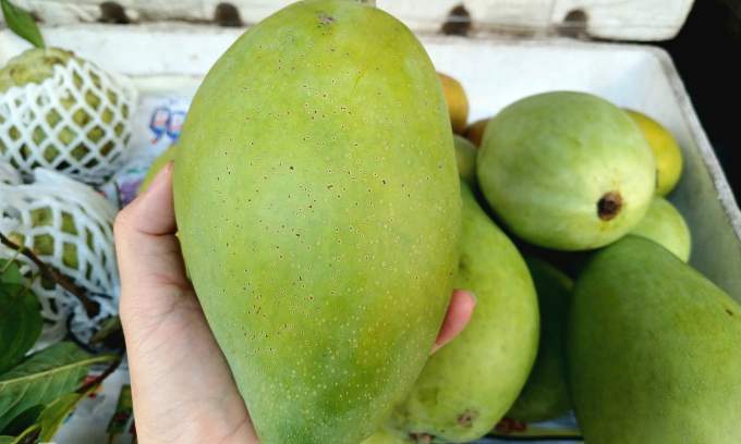 Specialty Mekong Delta mango prices rise 33% ahead of Tet on low supply