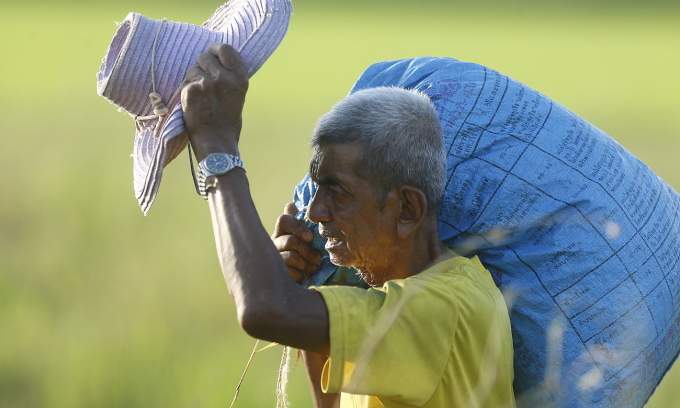 Thai rice exports fall sharply in January