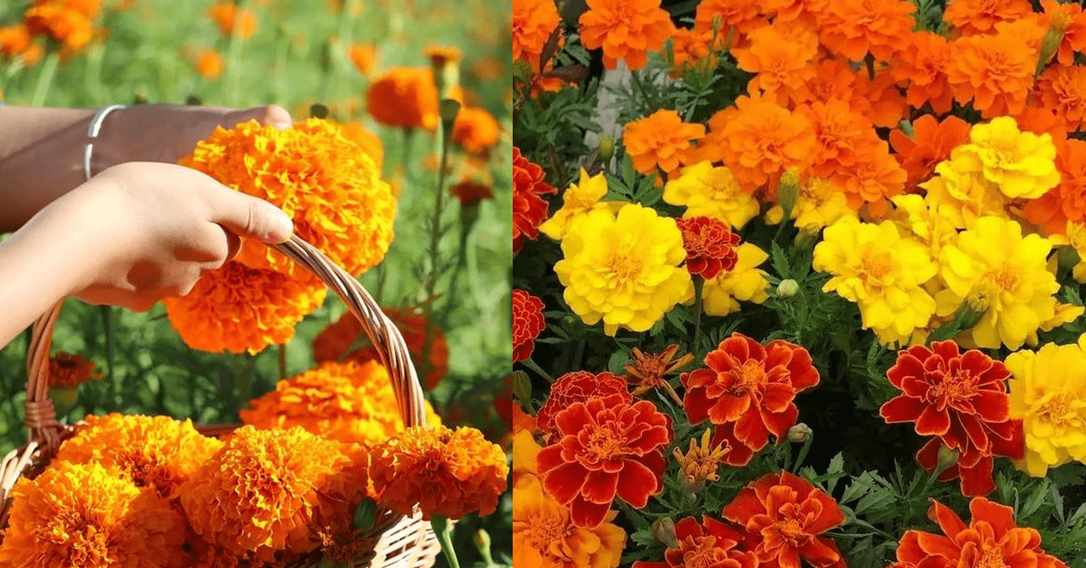 Vì sao vị trí đặt hoa lại quan trọng?