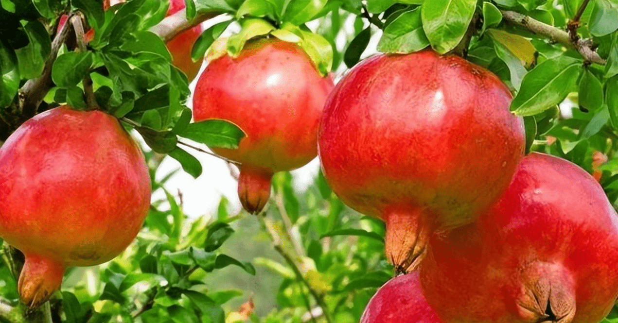 5 loại cây trồng trước cửa để giữ bình an, rước tài lộc về nhà