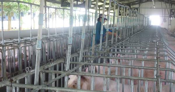 Đột ngột tăng mạnh ở nhiều vùng miền