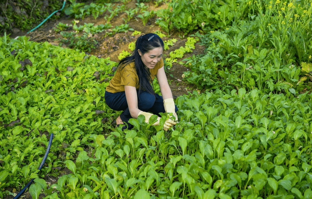 Giữa đại ngàn Pù Luông, người dân “ươm” sinh kế từ rau sạch