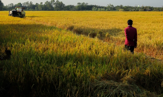 Rice export volume rises 5% in first 2 months