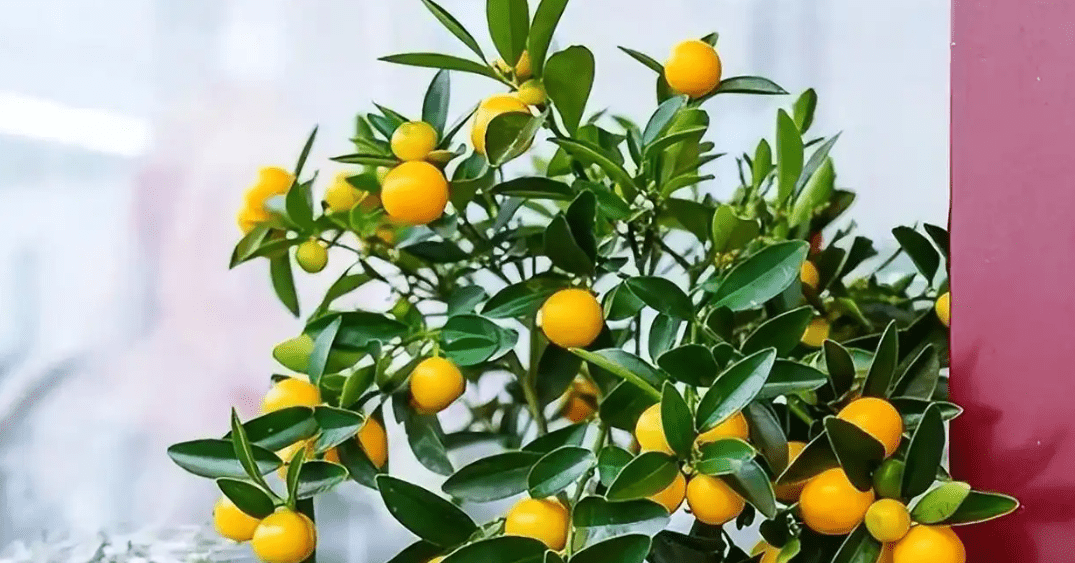 Phòng khách có 5 cây này, mười nhà chín nhà giàu