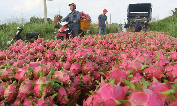 Dragon fruit exports to Thailand, Middle East jump