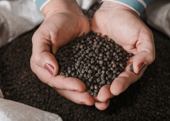 Pepper exports soar 31% in Q1 despite supply, shipping challenges