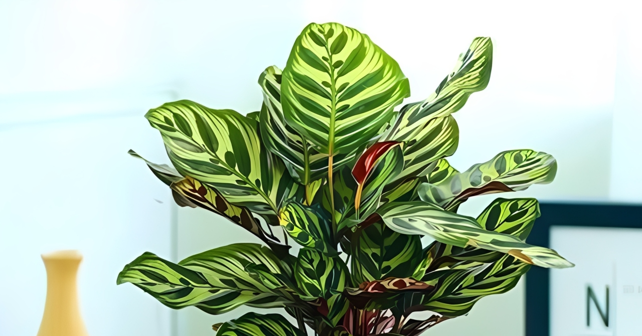 4 loại cây nhỏ giúp góc học tập xanh mát, giảm căng thẳng 4 loại cây nhỏ giúp góc học tập xanh mát, giảm căng thẳng