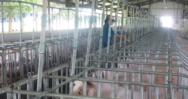Giá heo hơi hôm nay, 27-5: Tăng giảm thất thường 2 Giá heo hơi hôm nay, 27-5: Tăng giảm thất thường