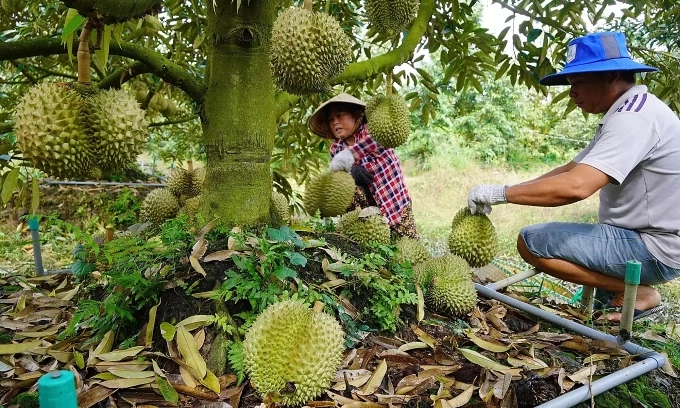Loopholes leave durians vulnerable to banned chemical residues, hitting billion-dollar industry