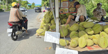 Mekong Delta durian farmers face losses as prices plummet