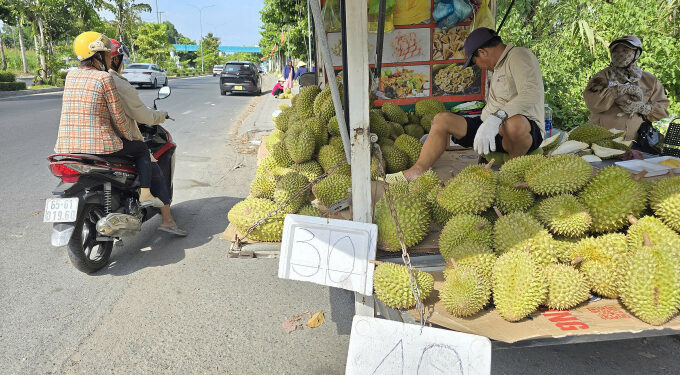 Mekong Delta durian farmers face losses as prices plummet