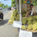 Mekong Delta durian farmers face losses as prices plummet