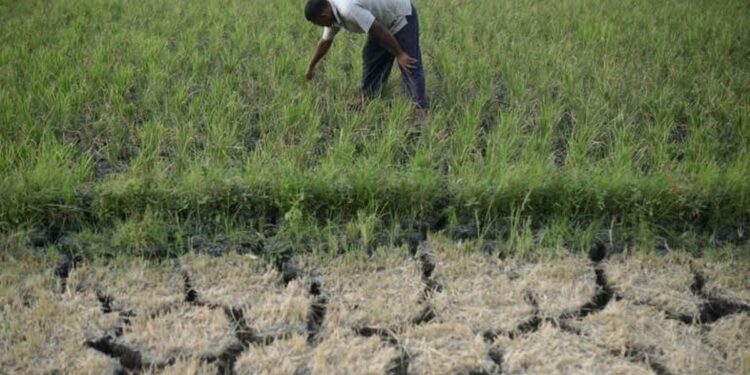 Nỗi lo lúa cháy khô, cá chết bỏng vì nắng nóng bủa vây hàng triệu nhà nông Nỗi lo lúa cháy khô, cá chết bỏng vì nắng nóng bủa vây hàng triệu nhà nông