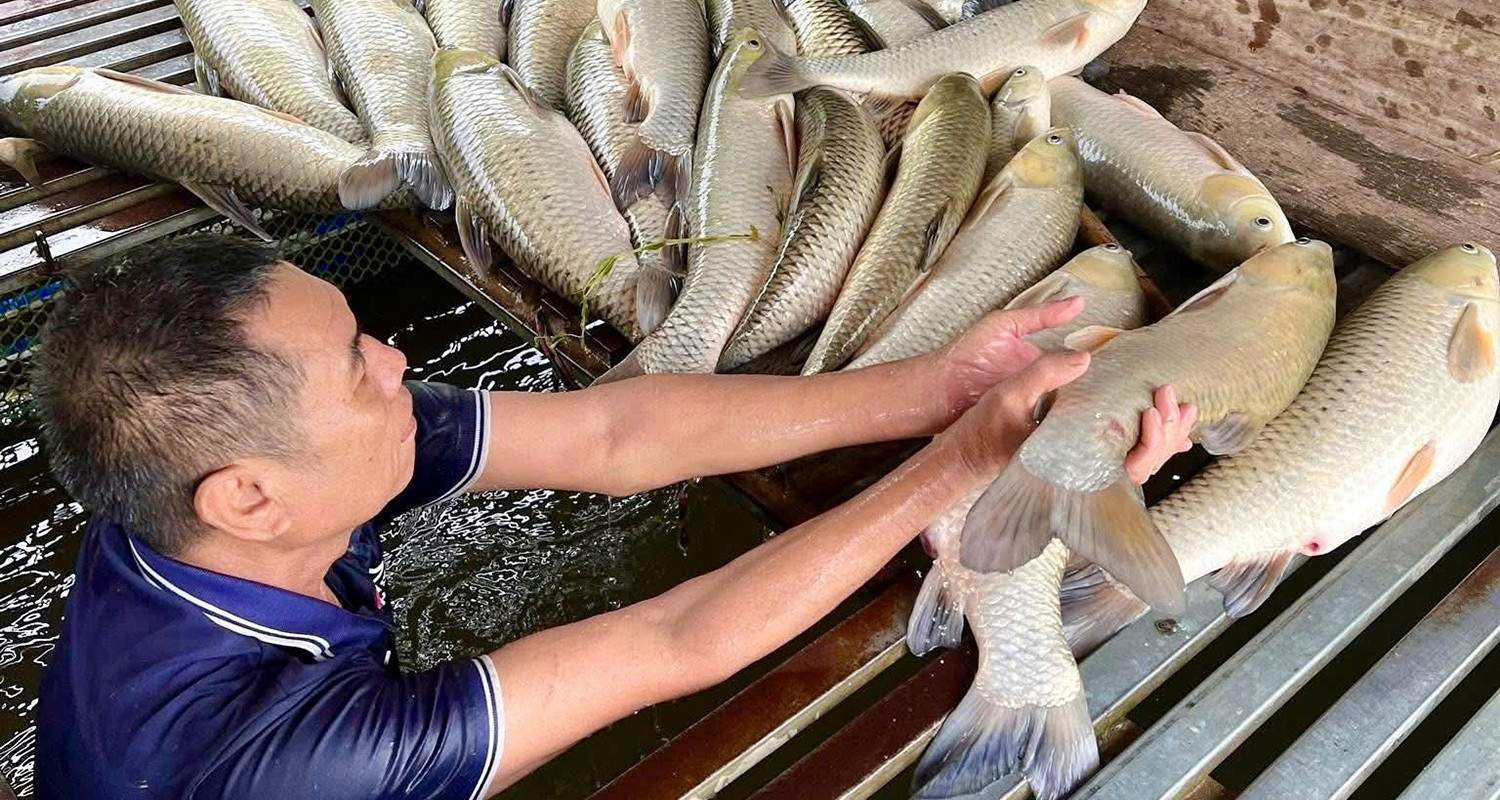 Sau trận mưa dông, gần 9 tấn cá nổi trắng sông Lam, hé lộ nguyên nhân ban đầu