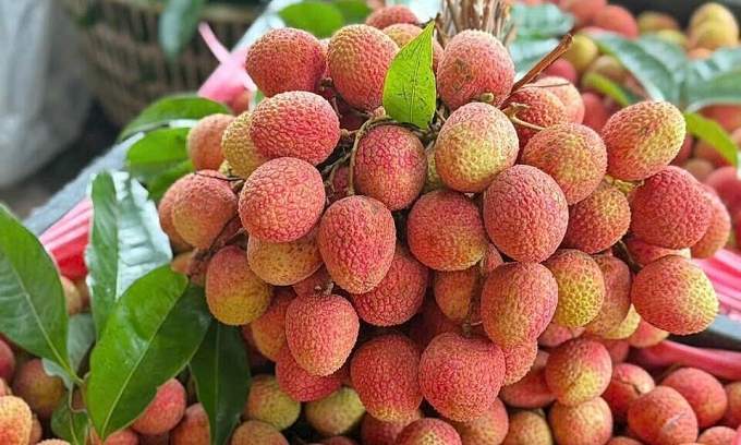 Vietnam's lychee output set to plunge this year