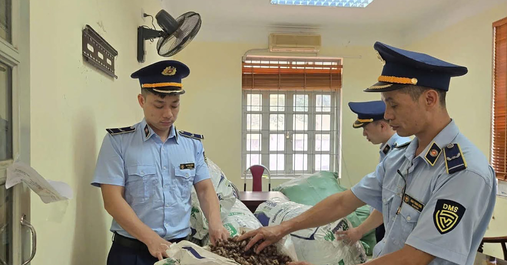 Xôn xao kiểm tra nguồn gốc xác ve sầu; vải chín sớm giá chênh gấp ba