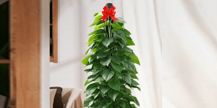 Top 3 loại cây có thể giúp hóa giải góc nhọn, đường đâm thẳng vào nhà Top 3 loại cây có thể giúp hóa giải góc nhọn, đường đâm thẳng vào nhà