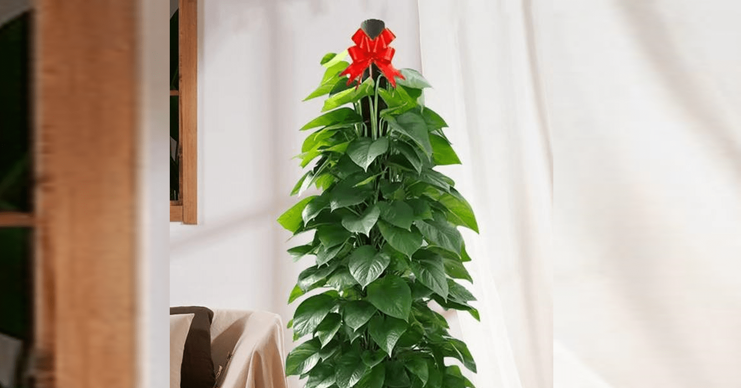 Top 3 loại cây có thể giúp hóa giải góc nhọn, đường đâm thẳng vào nhà