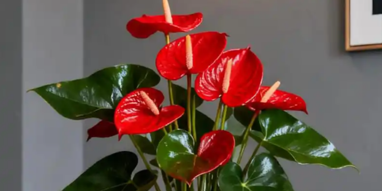 5 loại cây phong thủy giúp người tuổi Tý hút tài lộc, tăng may mắn