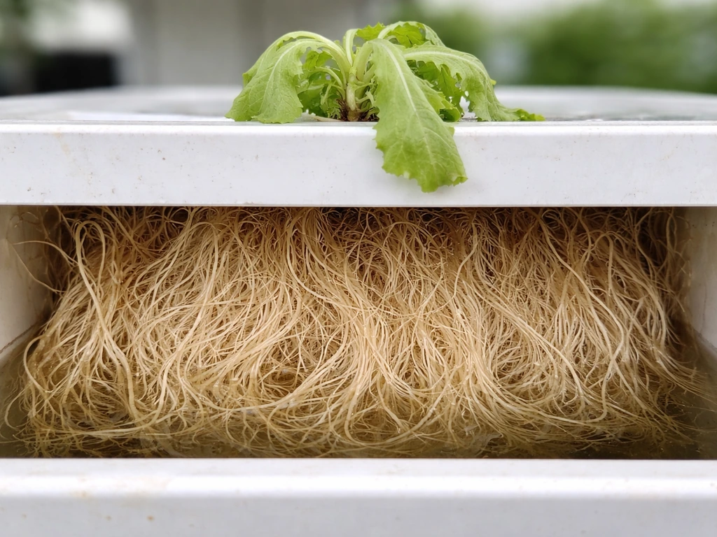 Close-up of overcrowded hydroponic roots filling a tray while a plant looks wilted from low oxygen.