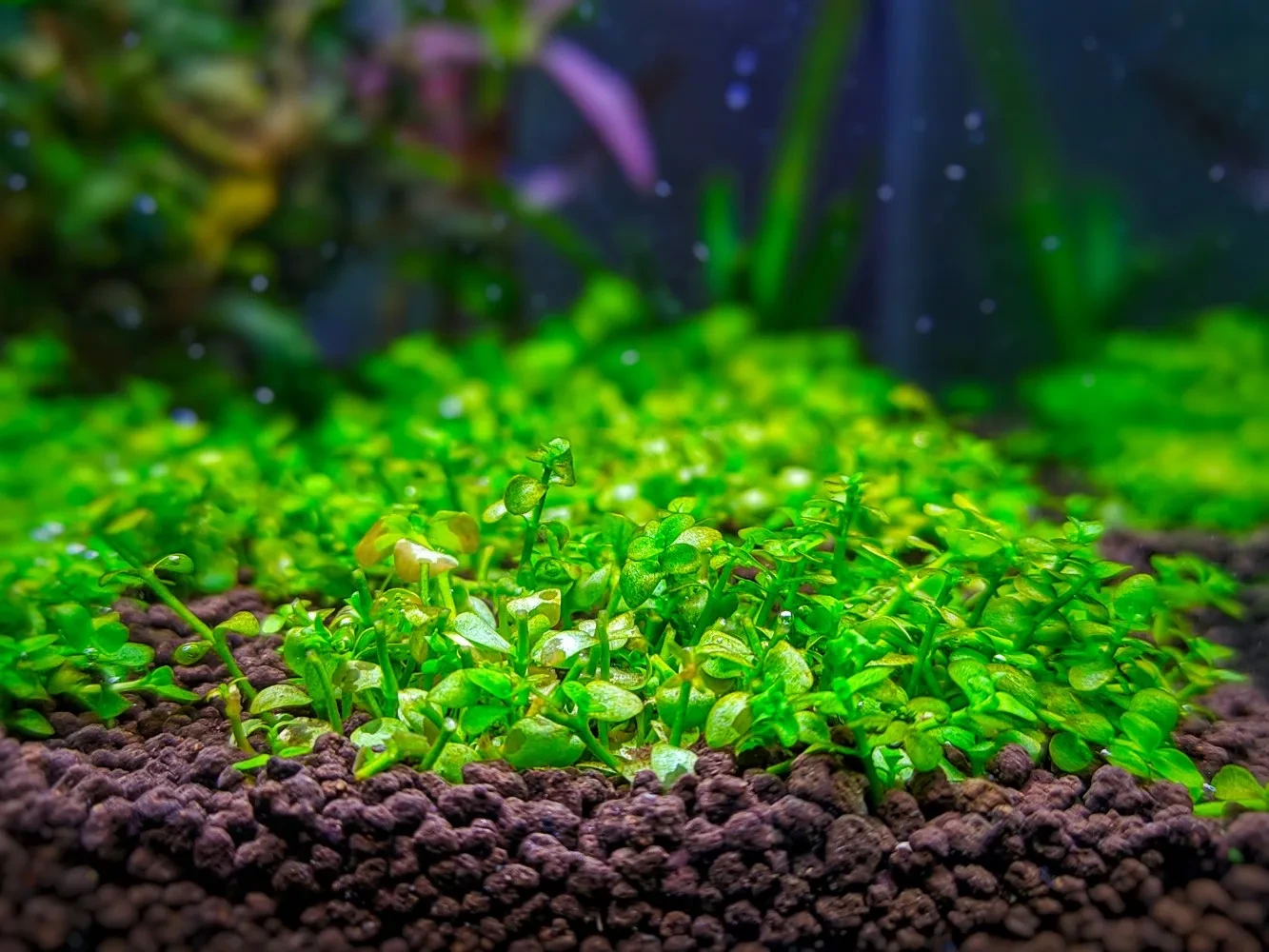 Micranthemum tweediei 'Monte Carlo' carpeting in an aquarium