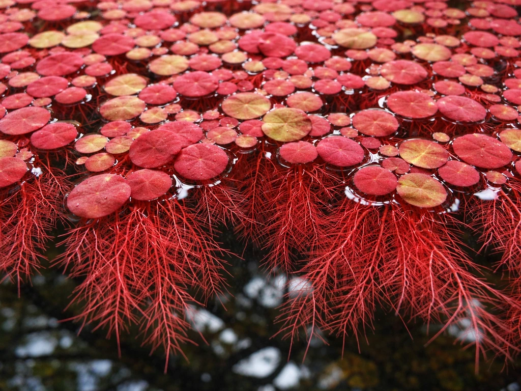 Top-down view of vibrant red root floaters densely covering an aquarium water surface with red roots visible.