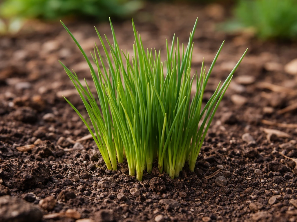 Close-up of a chives clump in a garden border showing fresh new green growth.