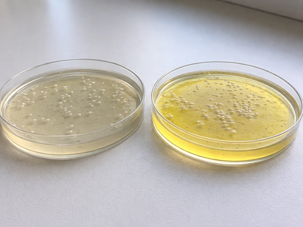 Two agar plates side-by-side: one with growth only, the other with growth and a yellow halo.