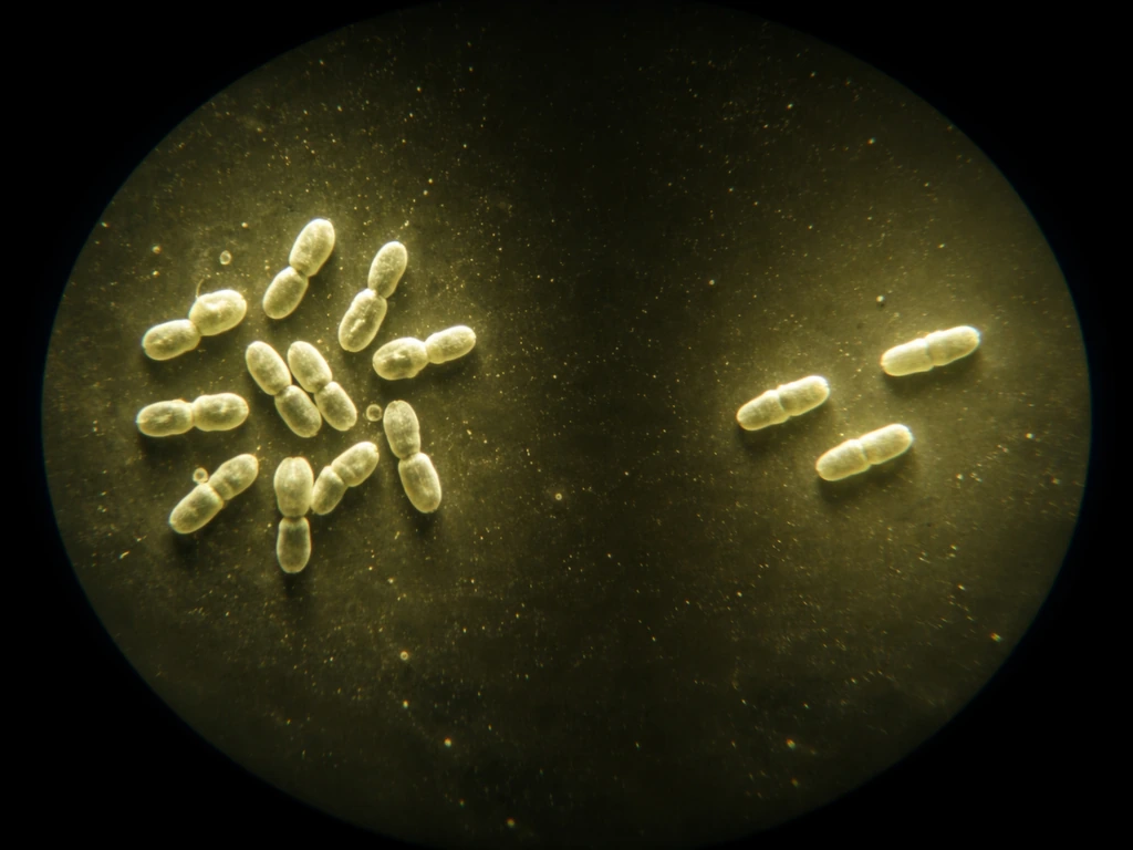 Microscope view of olive-oil sample with bacteria dividing in one area and remaining still in another