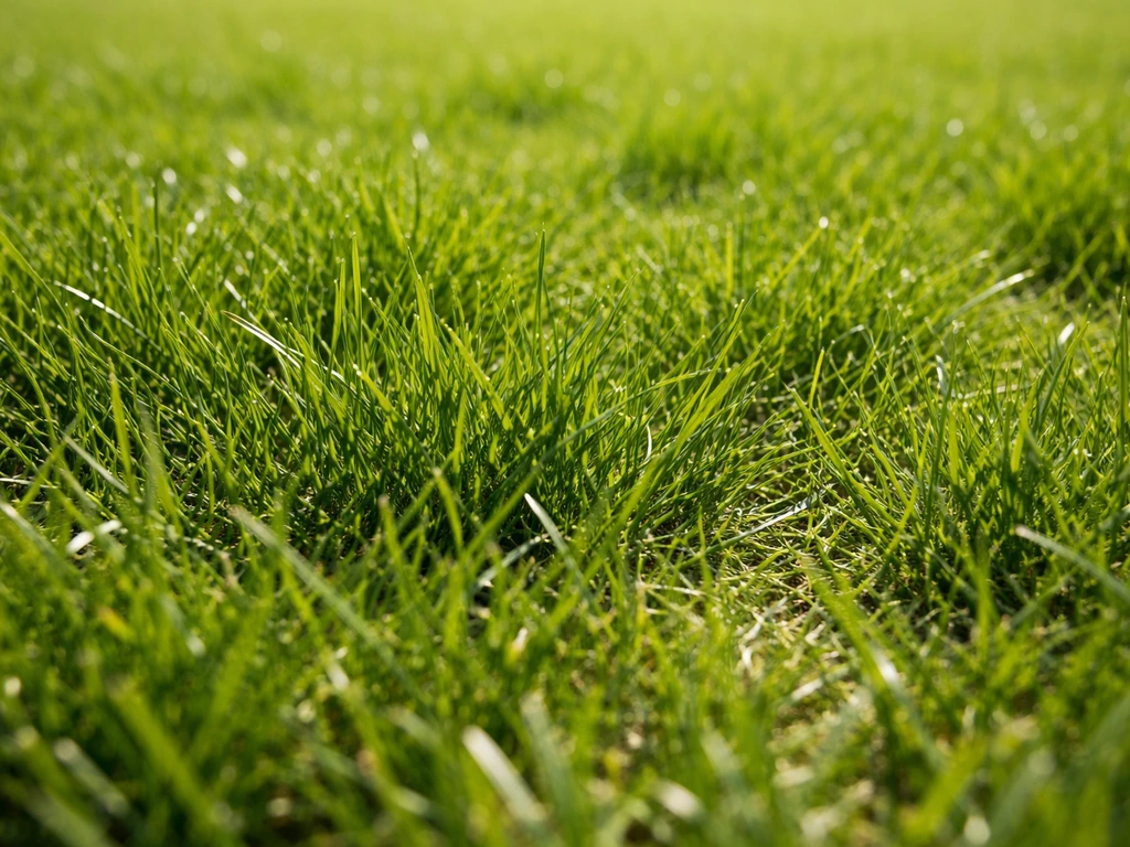 Gros plan de brins d’herbe en plein soleil, ombres courtes et densité visible de la pelouse.