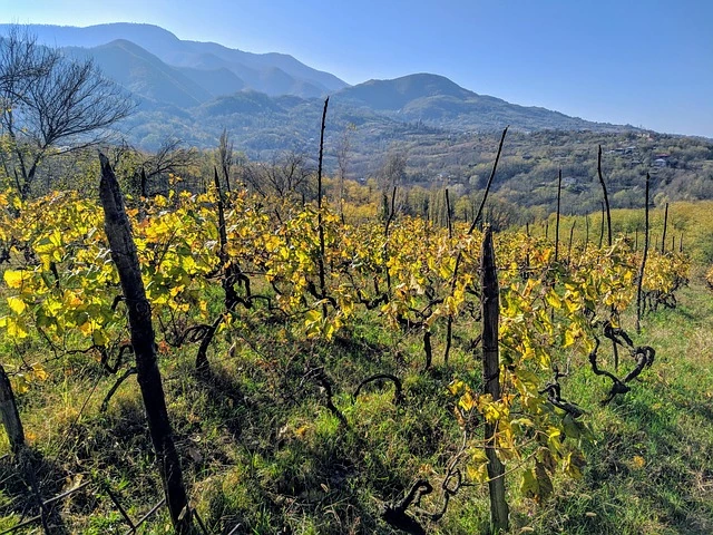 Can You Grow Grapes in Georgia? How to Succeed