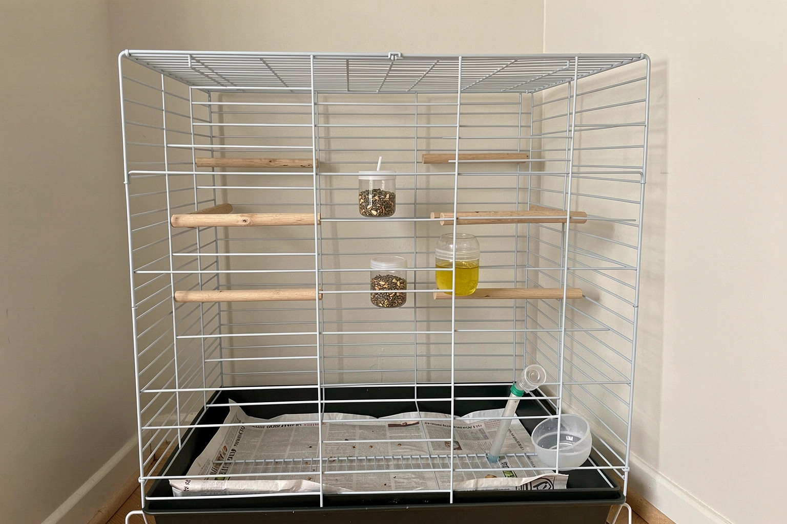 Canary Bird Cage Setup: Step by Step Guide for Beginners