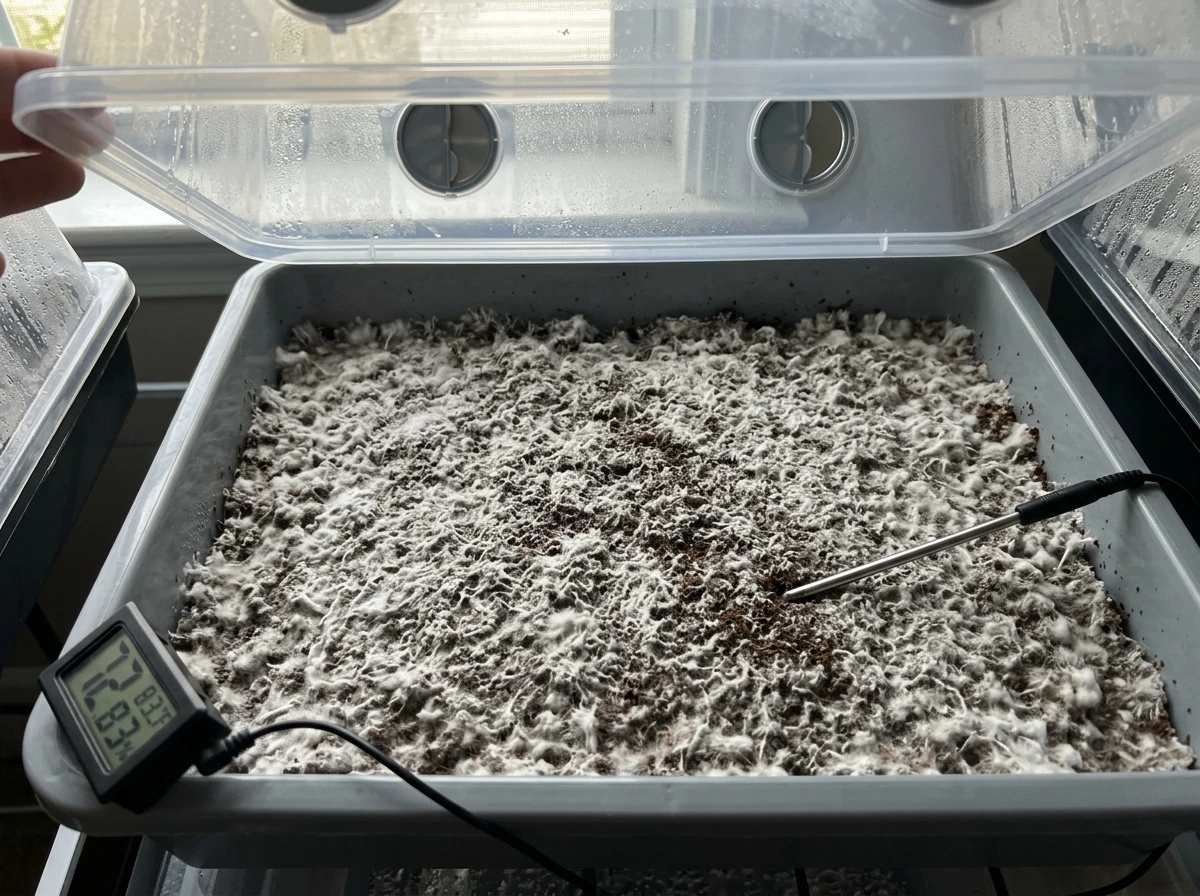 Dense colonized block in fruiting area with no visible pins and nearby probes