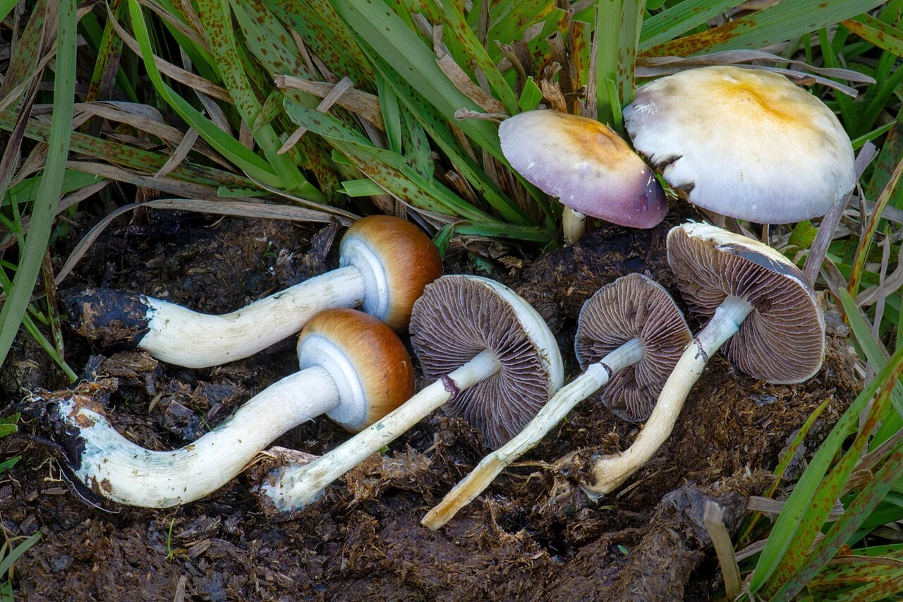 How to Grow Mushrooms for Psilocybin: Safe, Legal Home Steps