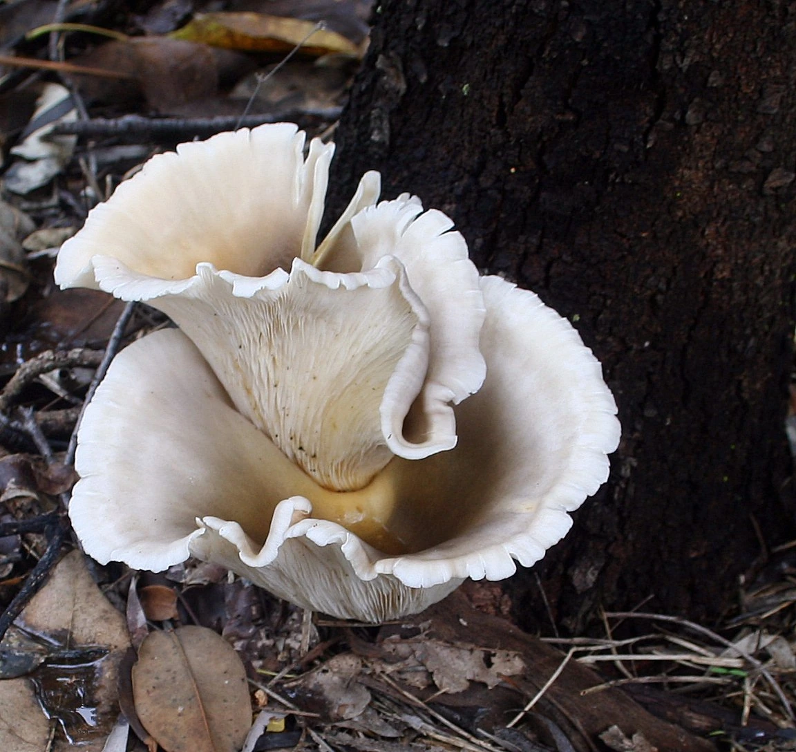 Omphalotus nidiformis ghost fungus growing on forest floor beside tree trunk