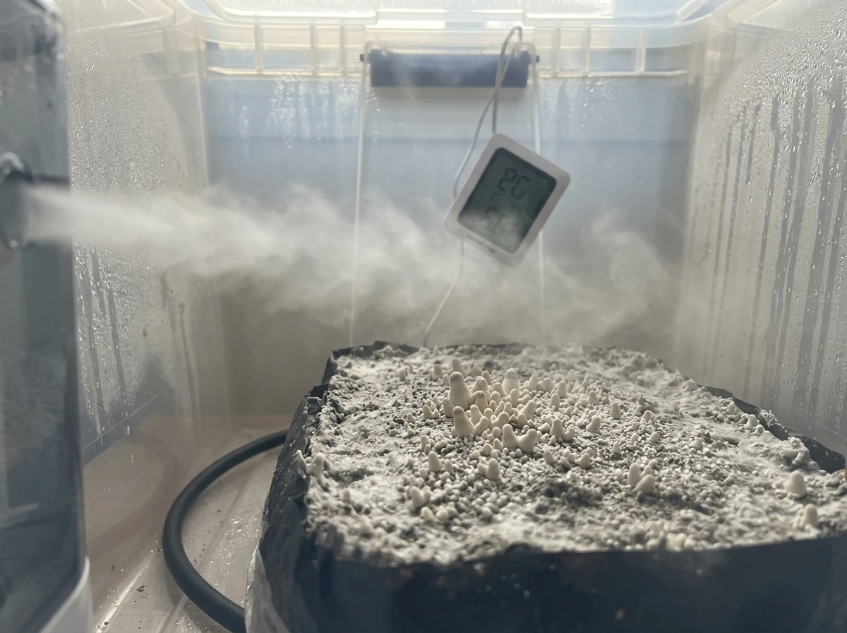 Early pins in a humid indoor chamber with fine mist and visible airflow setup.