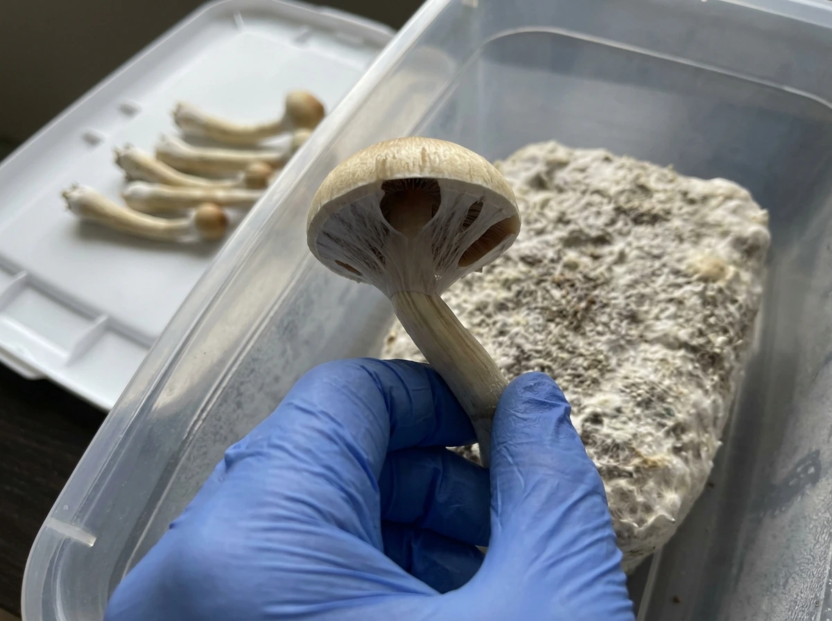 Hand harvesting a mushroom by twisting the stem base