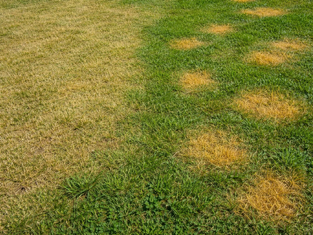 Close-up van geel tot geelgroen gras in een gazon met egale verkleuring en losse gele plekken.