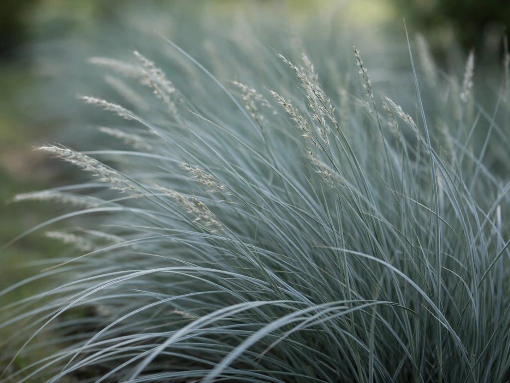 Close-up van grijsblauw siergras met doffe pluimpjes, die de term ‘blauw gras’ zichtbaar maakt