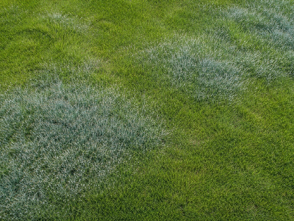 Bovenaanzicht van een Nederlands gazon met blauwige/grijsgroene waas tussen de graspolletjes