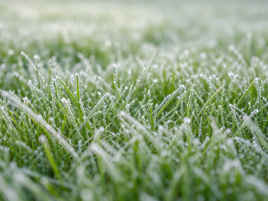 Close-up van groen gras met een dun laagje witte rijp op de grasbladen in winterlicht.