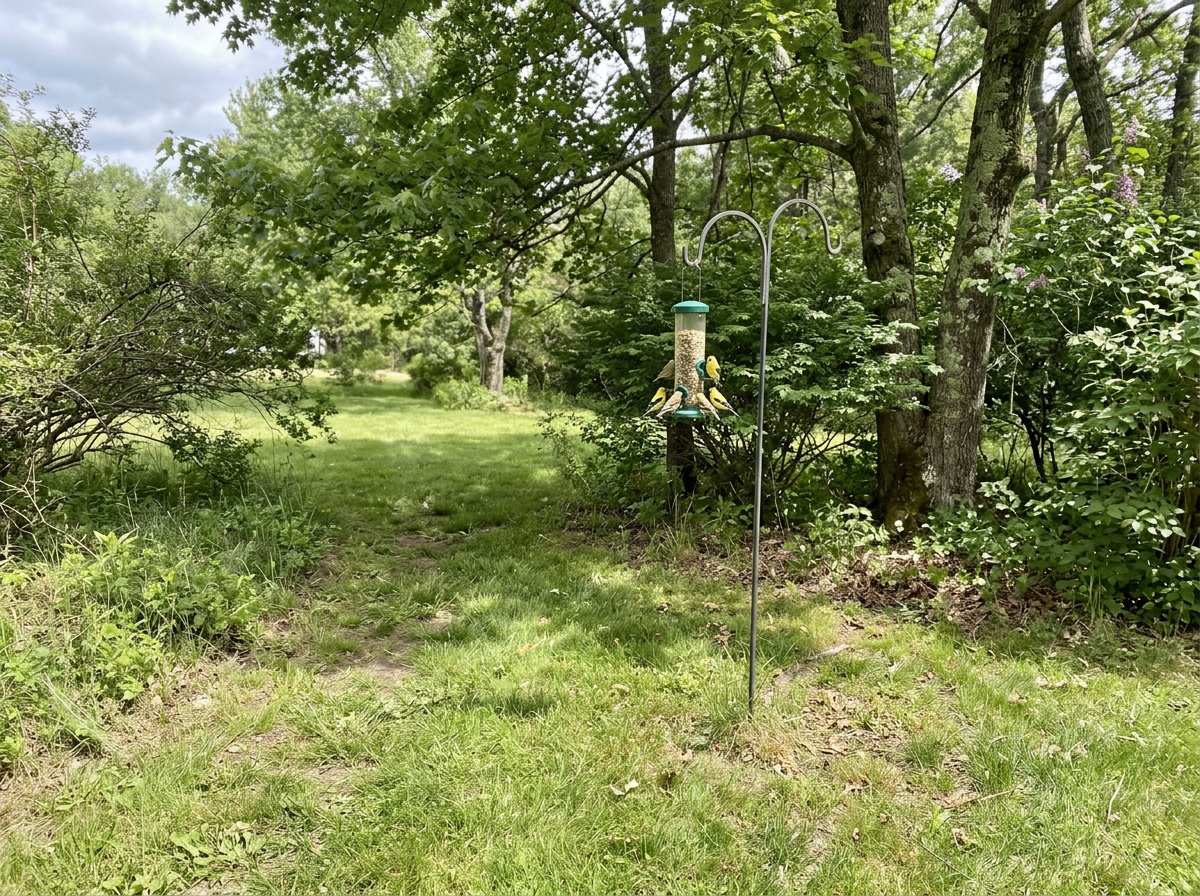Concentric feeder zones with open approach space and nearby shrubs for finches