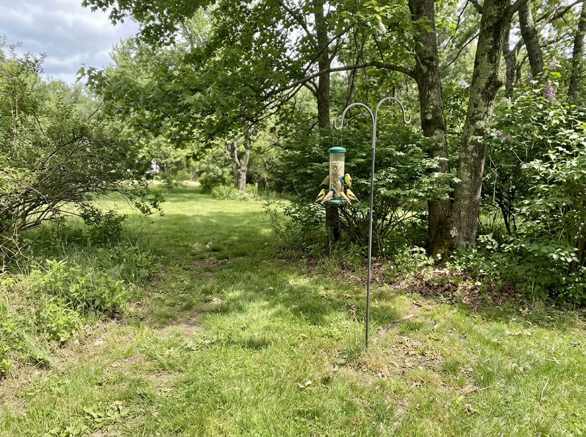 Concentric feeder zones with open approach space and nearby shrubs for finches