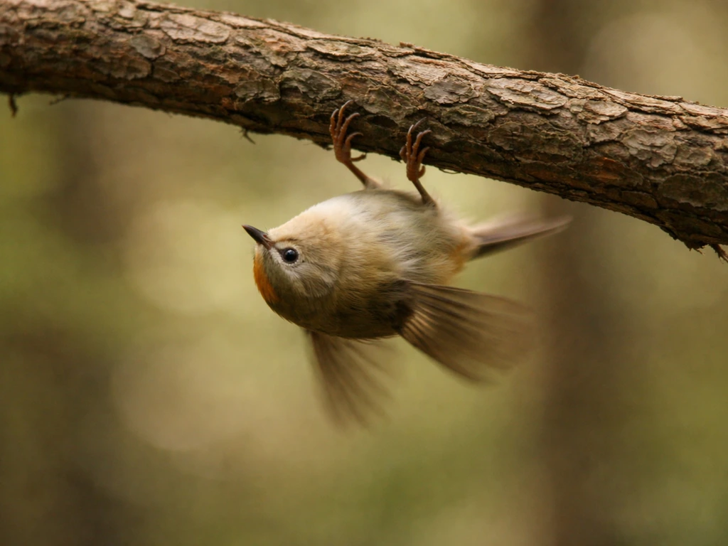 Tiny songbird with blurred wings hanging upside down on a tree branch in soft natural light.