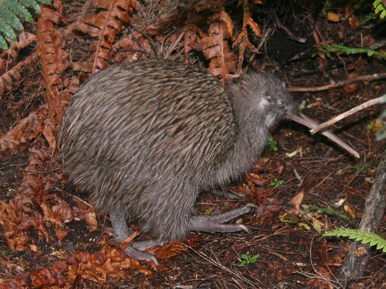 Can You Eat Kiwi Bird or Eggs? Safety, Laws, Risks