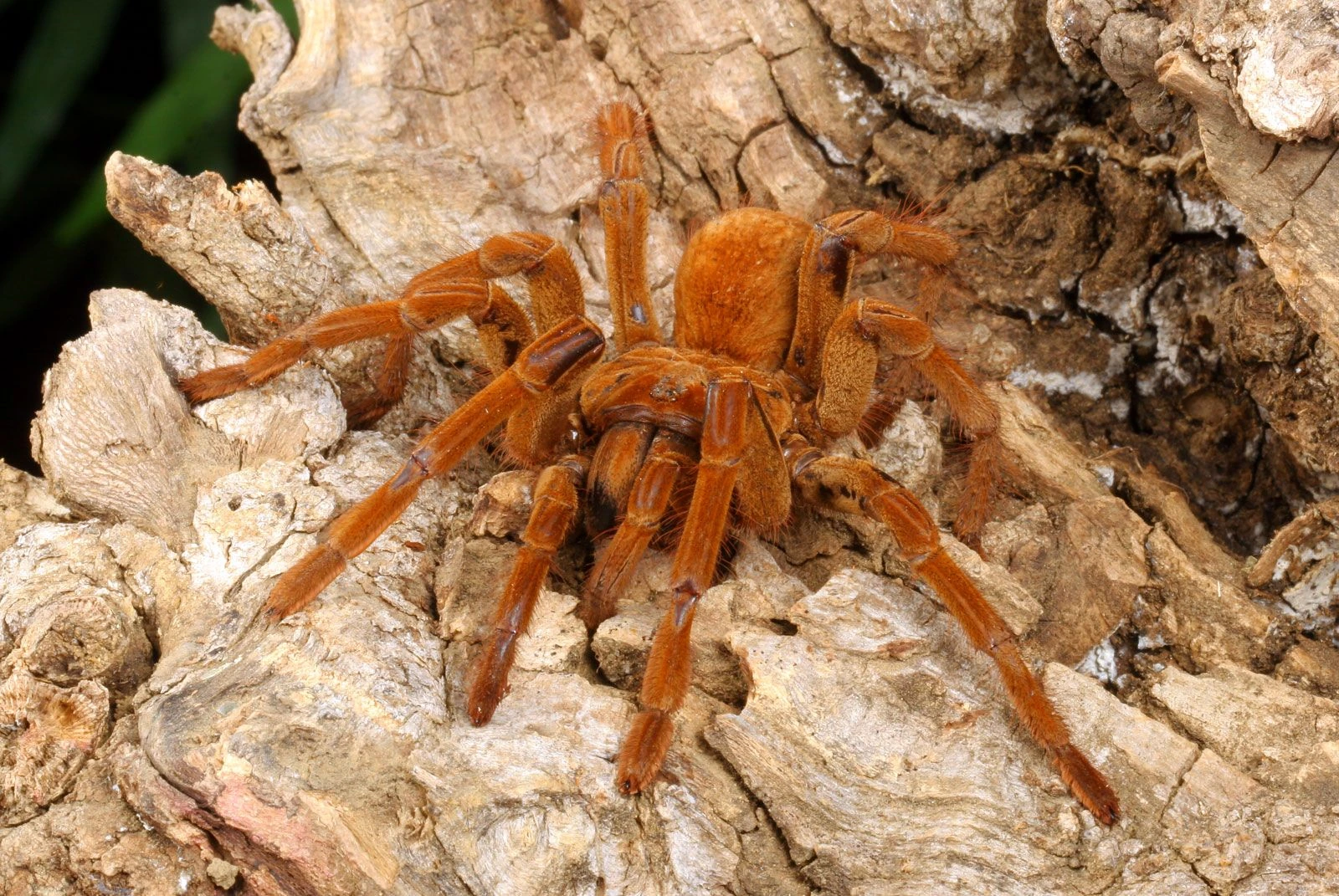 A real photo of a Goliath birdeater tarantula (Theraphosa blondi) on tree bark.
